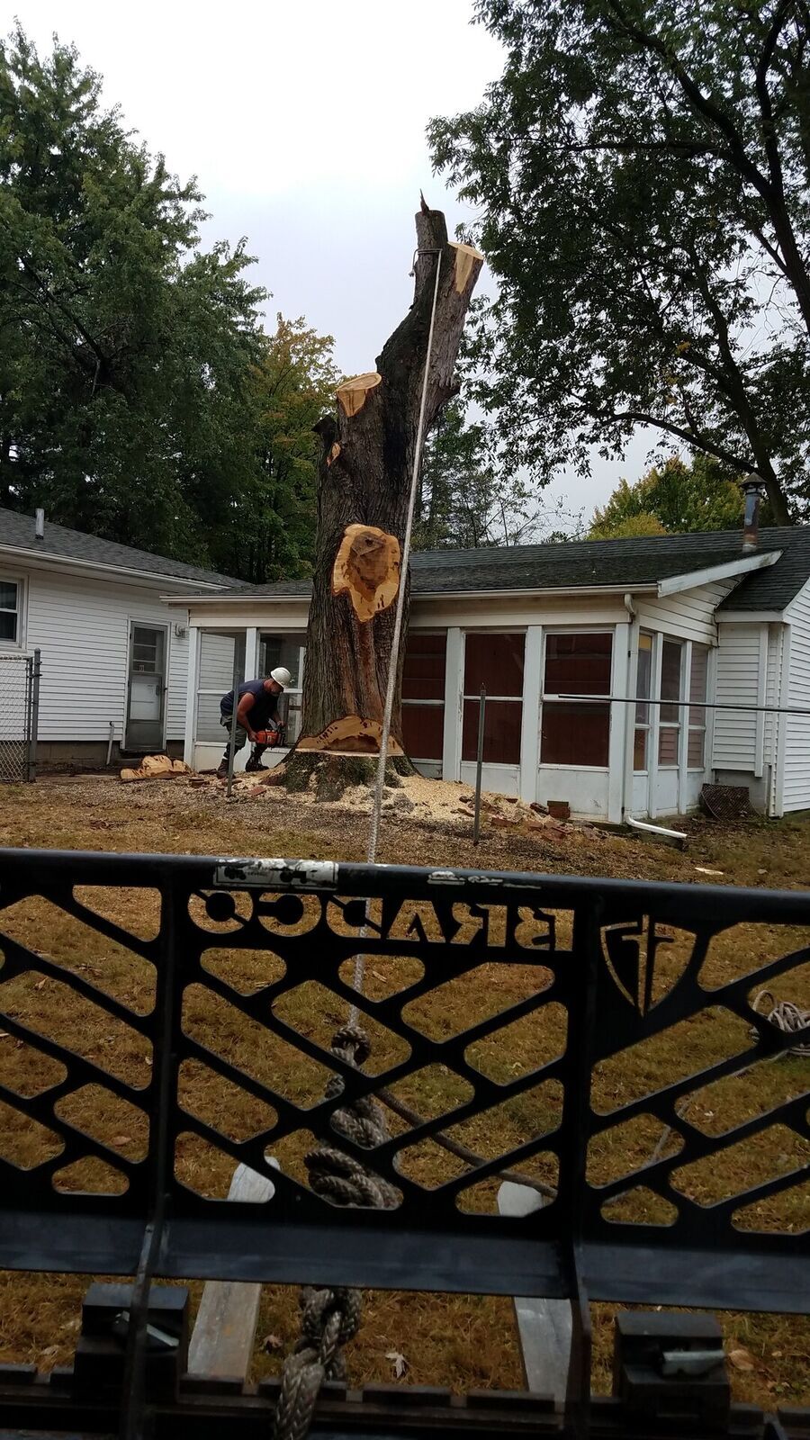 Tree Service 1