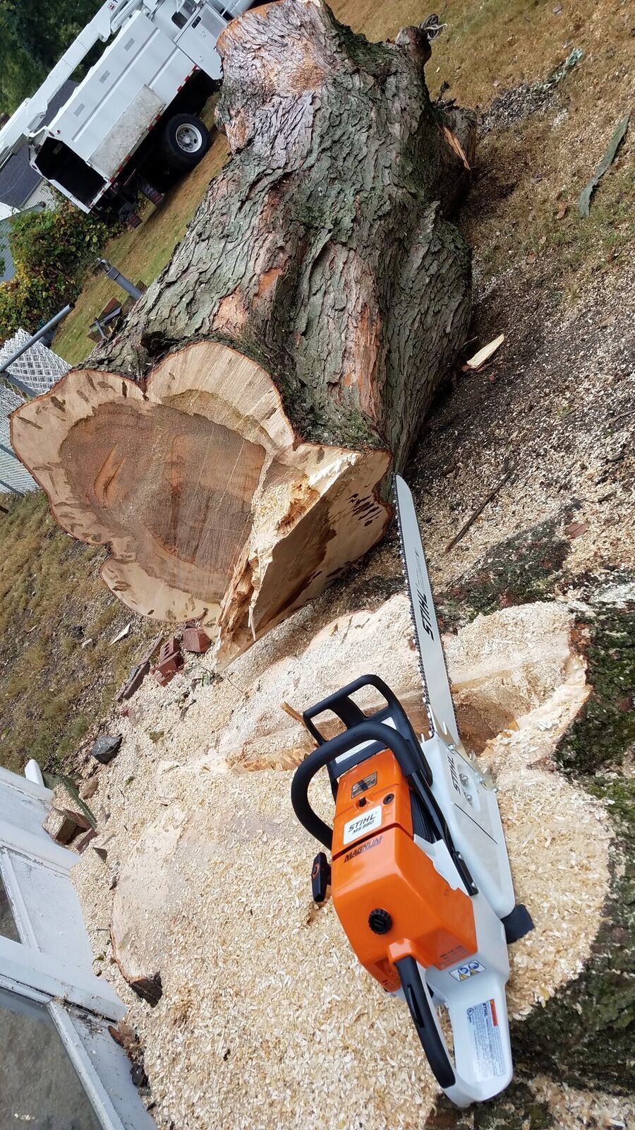 Professional Tree Pruning