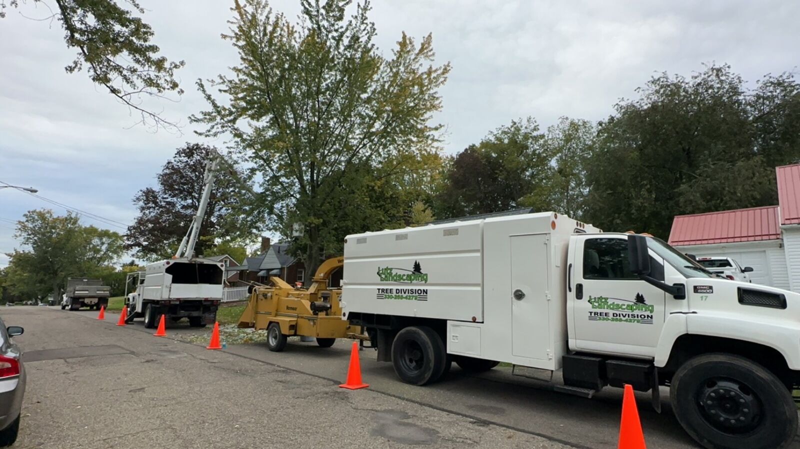 Professional Tree Removal